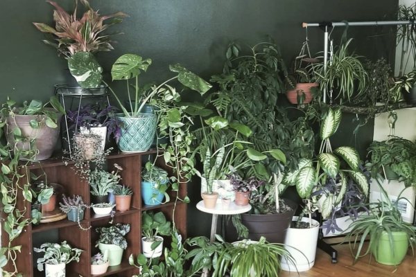 House plants need sunlight from outside