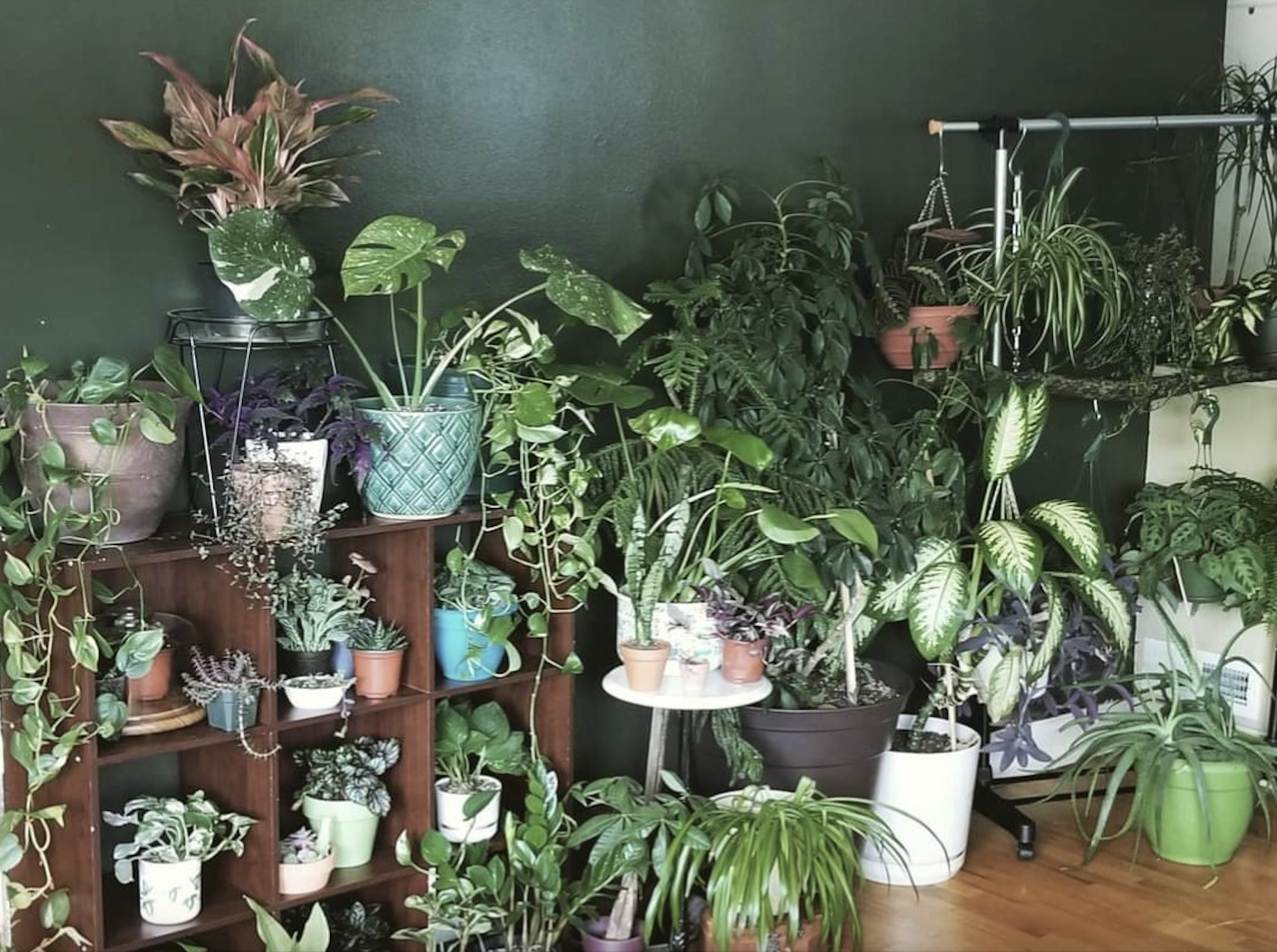 House plants need sunlight from outside